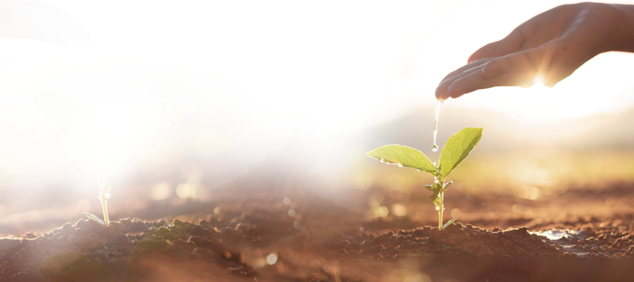 stock-photo-hand-nurturing-and-watering-young-baby-plants-growing-in-germination-sequence-on-fertile-soil-at-1251392806-e1649894955558